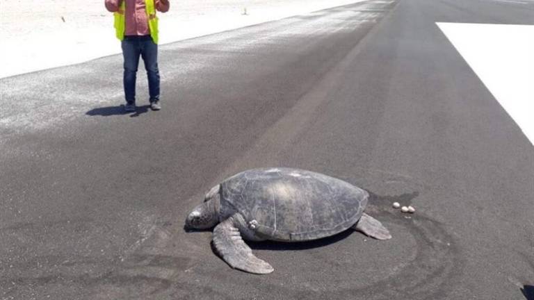 El hombre ataca de nuevo El hombre ataca de nuevo