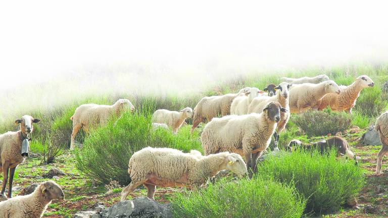 La oveja montesina, una reliquia La oveja montesina, una reliquia