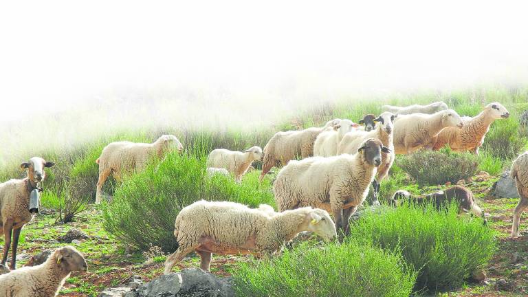 La oveja montesina, una reliquia