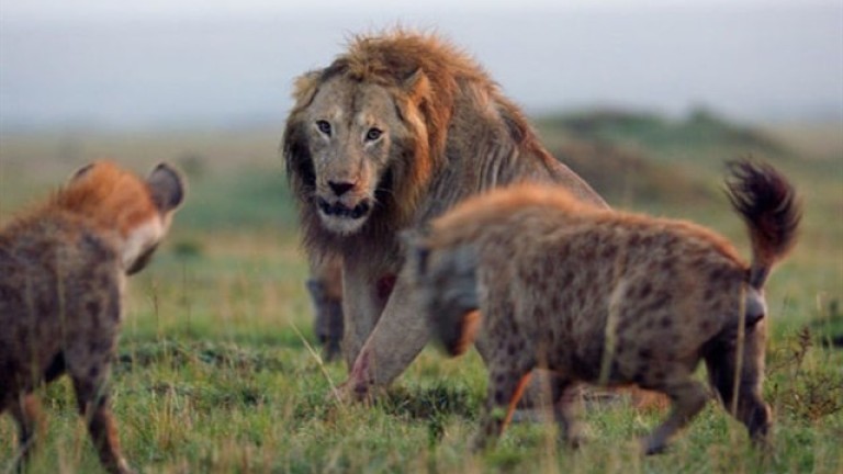Un león acorralado por hienas se salva de una muerte segura