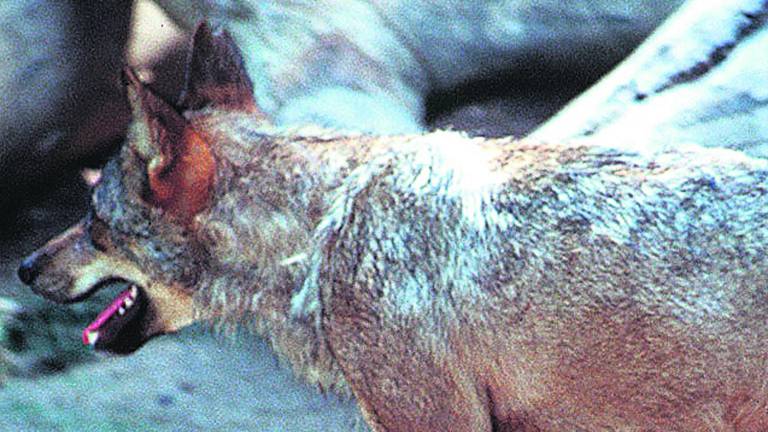 Al final, tendrá que venir el lobo Al final, tendrá que venir el lobo