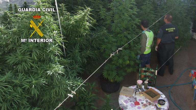 “Secados” dos jardines de marihuana