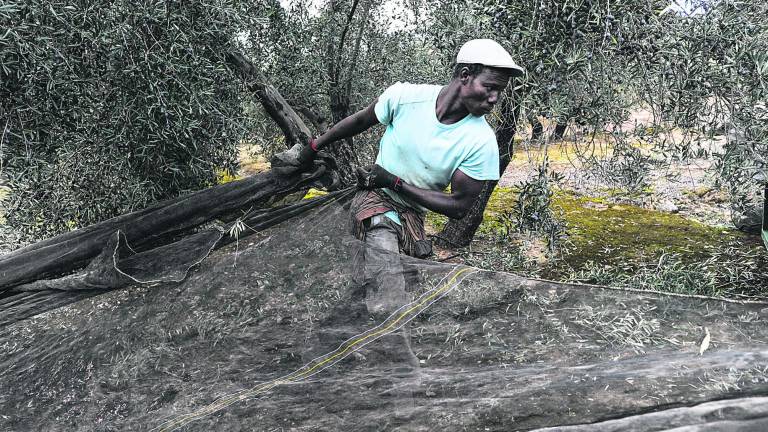 Sudor negro en el olivar