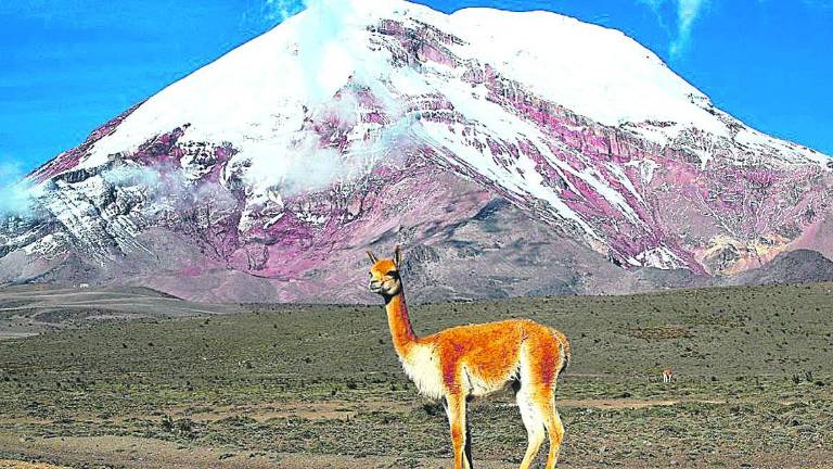 En busca de aventureros para “Objetivo Chimborazo” En busca de aventureros para “Objetivo Chimborazo”