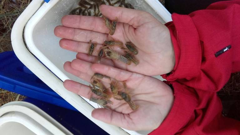Una nueva oportunidad para el cangrejo de río autóctono Una nueva oportunidad para el cangrejo de río autóctono