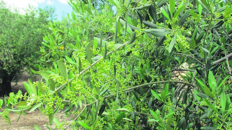 Una semana crucial para la producción de aceituna Una semana crucial para la producción de aceituna