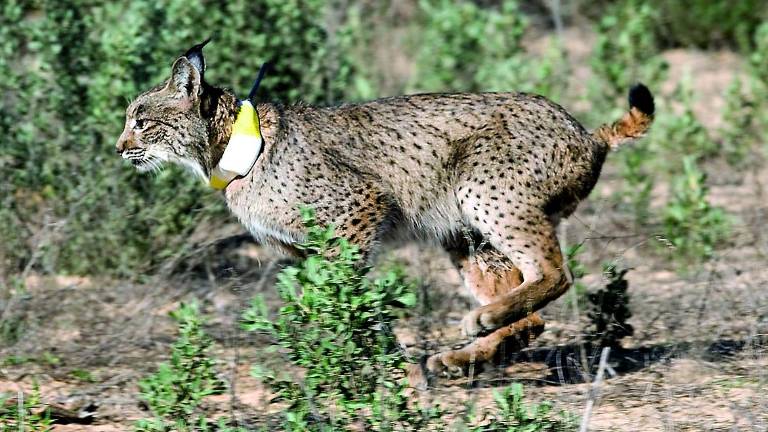 Andalucía busca conectar sus poblaciones de lince Andalucía busca conectar sus poblaciones de lince