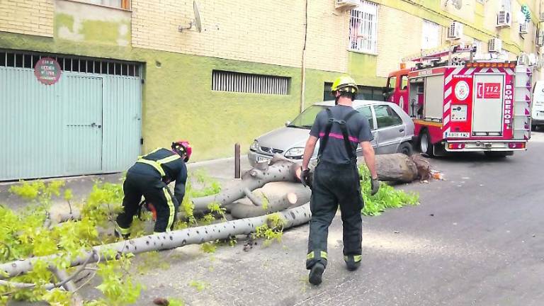 Una fugaz ventolera causa daños en varios árboles Una fugaz ventolera causa daños en varios árboles