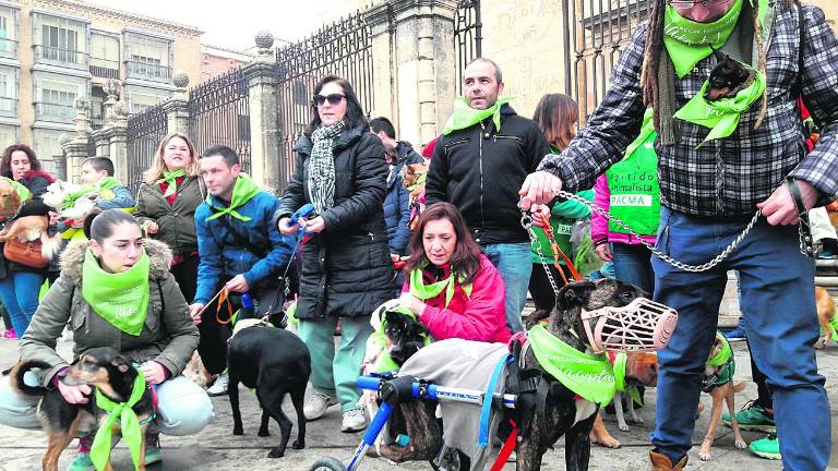 Perros en busca de un hogar Perros en busca de un hogar