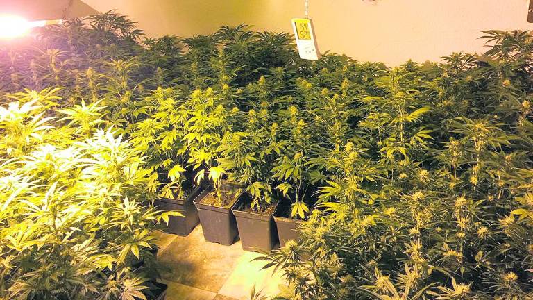 Marihuana en un piso propiedad de un banco Marihuana en un piso propiedad de un banco