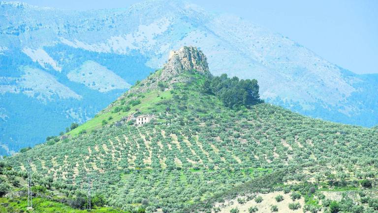 Los olivareros multiplican la producción de sus fincas Los olivareros multiplican la producción de sus fincas