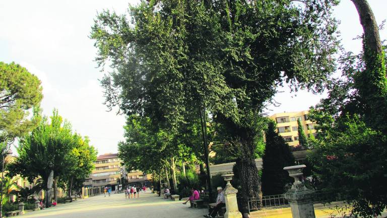Dos olmos sobreviven a la plaga de la grafiosis Dos olmos sobreviven a la plaga de la grafiosis