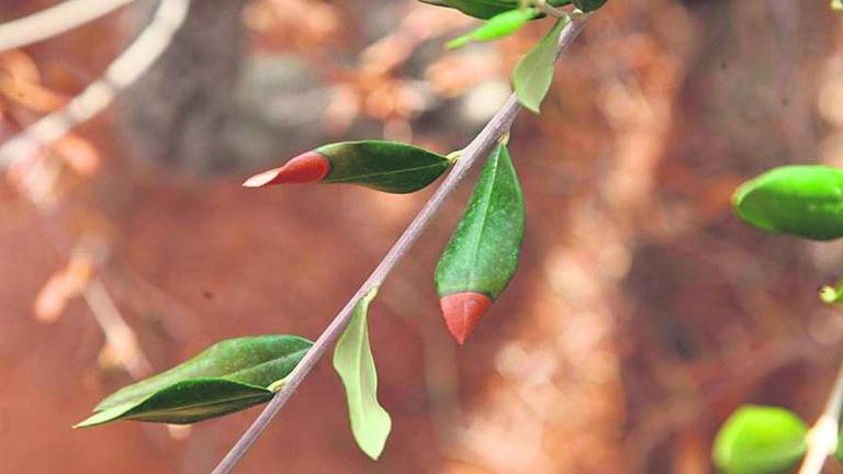 Detectado un segundo caso de Xylella en Alicante