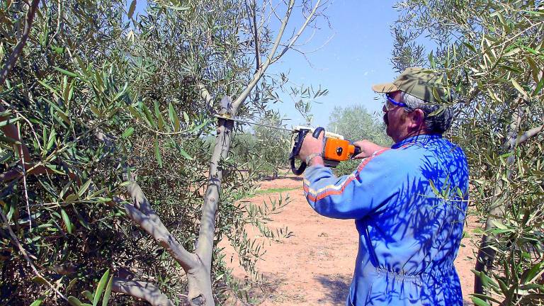 Multas de hasta tres mil euros por no guardar la leña y dejarla en el olivar