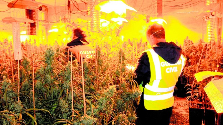 Un detenido y 2.000 plantas de marihuana intervenidas