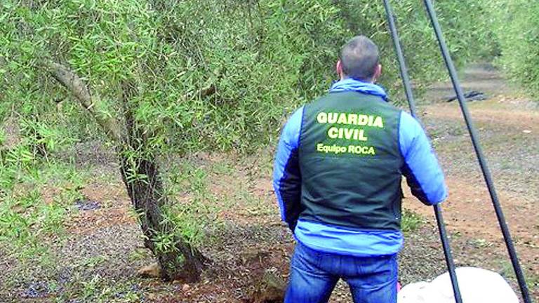 Cae un clan por el robo de 20.000 kilos de aceituna Cae un clan por el robo de 20.000 kilos de aceituna