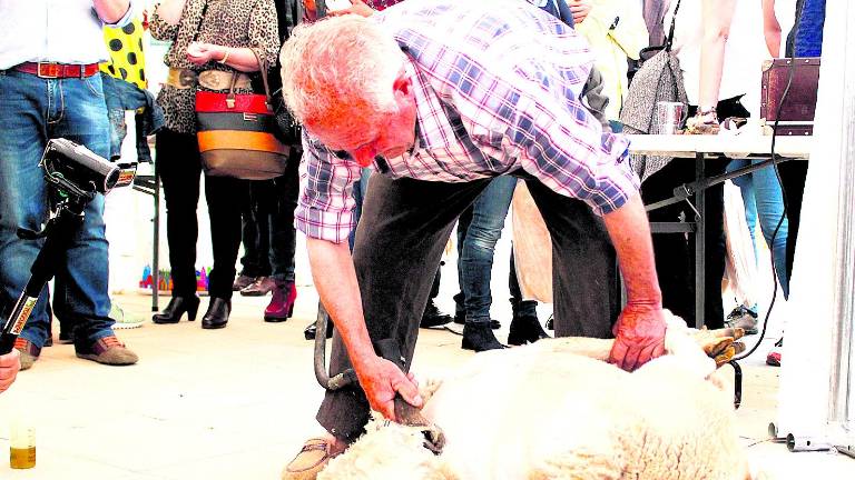 El arte y la tradición del esquileo de la oveja segureña