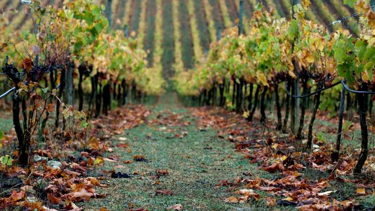 Ruta por los vinos y las bodegas de la serranía