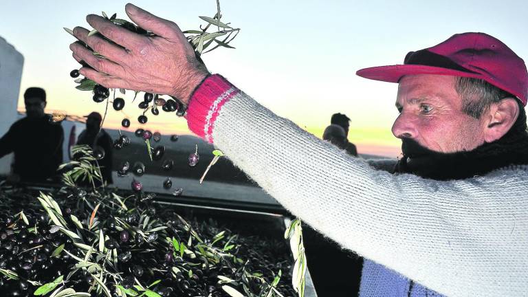 ¡Virgen Purísima: Cuánta aceituna! ¡Virgen Purísima: Cuánta aceituna!