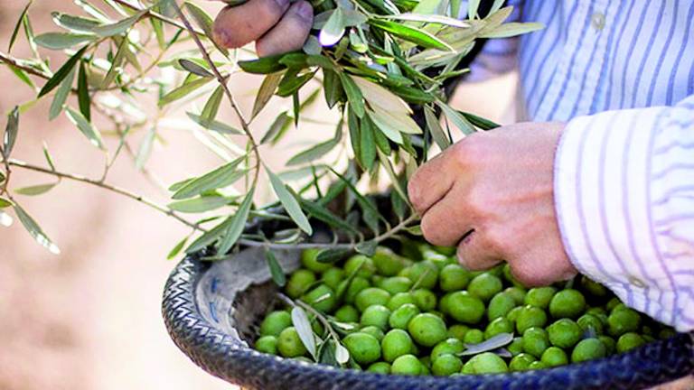 Mucha aceituna de mesa se molturará para hacer aceite Mucha aceituna de mesa se molturará para hacer aceite