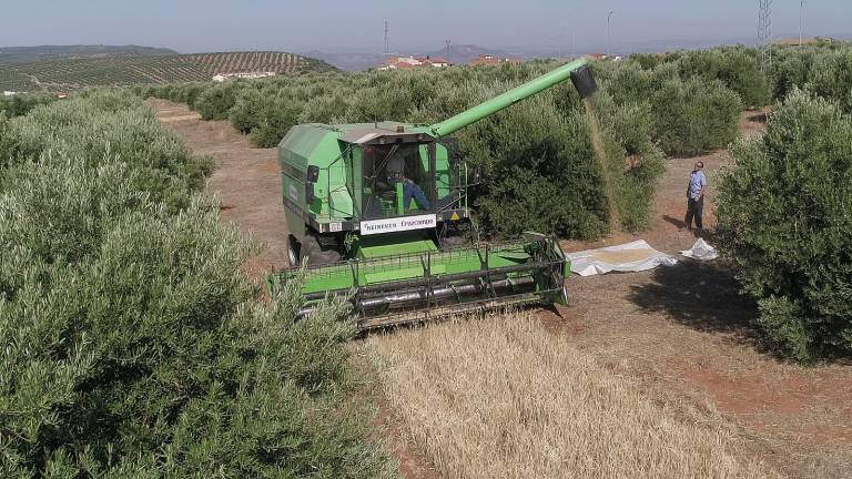 El olivar vale para hacer cerveza El olivar vale para hacer cerveza