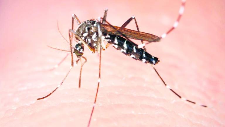 Hay mosquito tigre, pero sin virus Hay mosquito tigre, pero sin virus