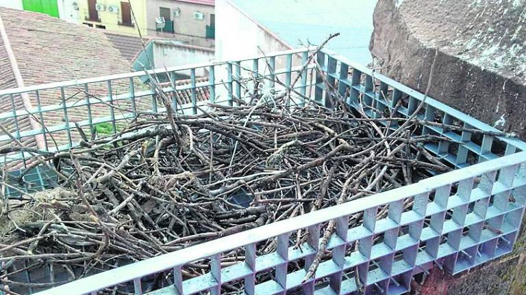 Las cigüeñas de Navas estrenan un nuevo “hogar” Las cigüeñas de Navas estrenan un nuevo “hogar”
