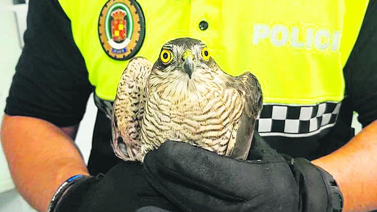 La Policía de Jaén rescata a un halcón peregrino
