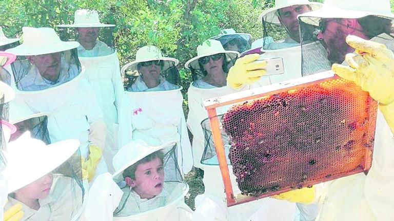 El camino hacia la mejor miel