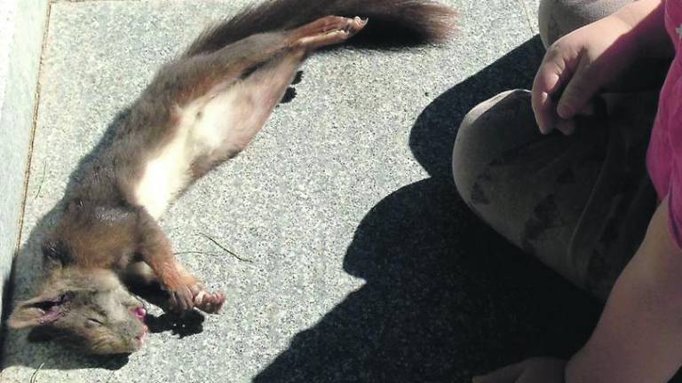 Investigación por una ardilla muerta en La Alameda Investigación por una ardilla muerta en La Alameda