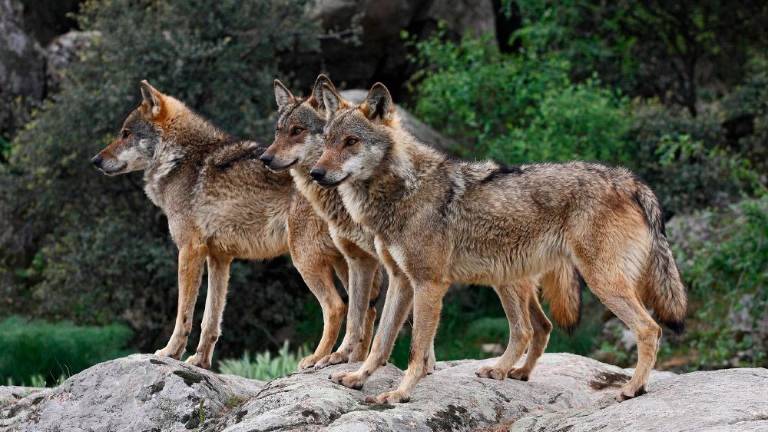 SOS: ¡Que viene el lobo! SOS: ¡Que viene el lobo!