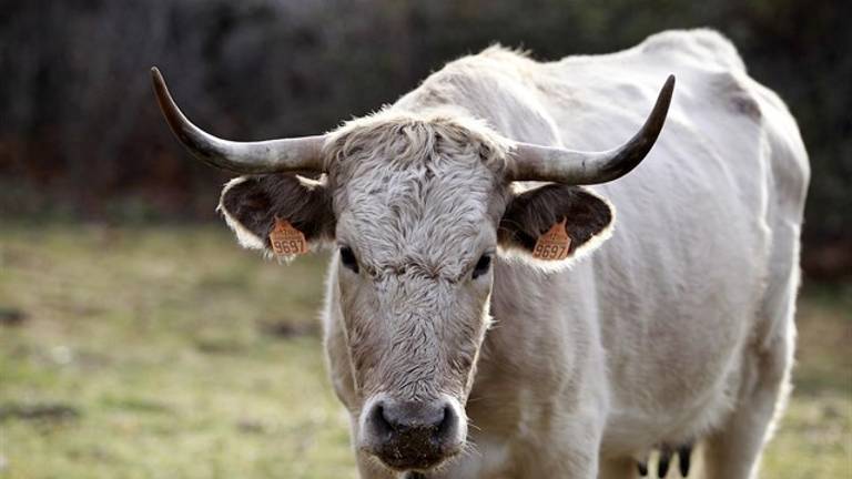 Policía rescata de la copa de un árbol a un padre y su hijo a los que atacó un toro suelto Policía rescata de la copa de un árbol a un padre y su hijo a los que atacó un toro suelto