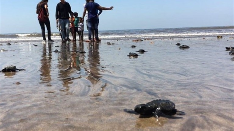 Eliminan 5 millones de kilos de basura de una playa de la India y las tortugas regresan a anidar después de 20 años