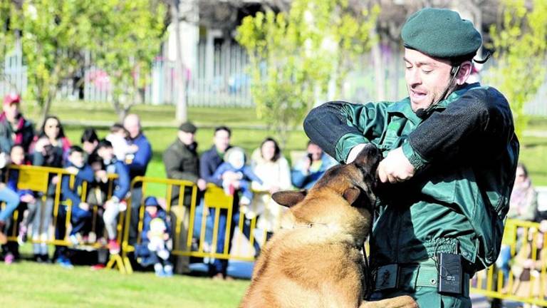 Exhibición canina en el Bulevar Exhibición canina en el Bulevar