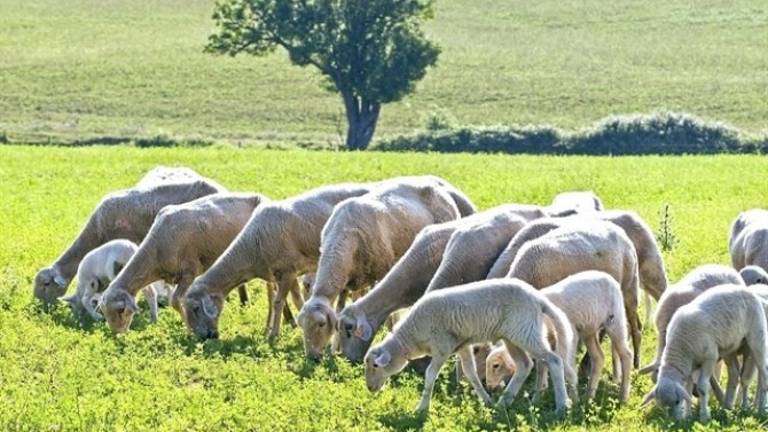 Debate sobre el sector de la ganadería