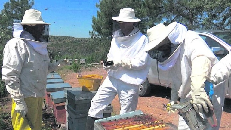 Los apicultores de Jaén obtienen una cosecha de miel media pese a la sequía