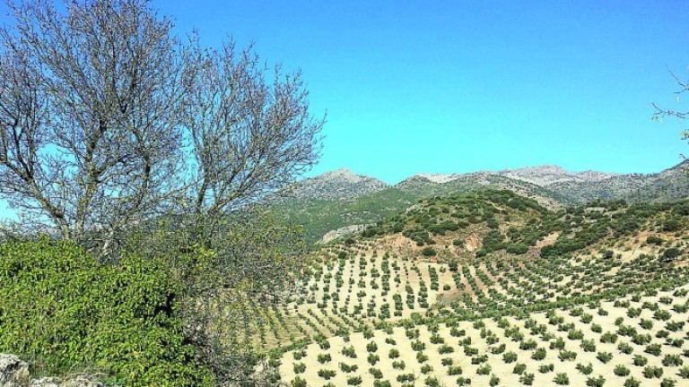 Ciencia en las ramas del olivo