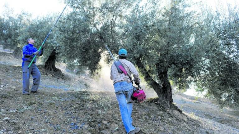 La sequía “ahoga” al sector oleícola La sequía “ahoga” al sector oleícola