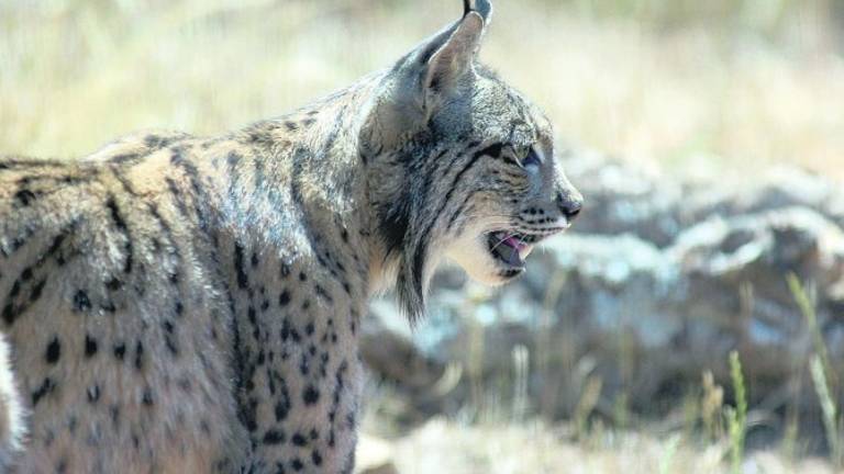 El lince hallado muerto por disparos tenía cien plomos El lince hallado muerto por disparos tenía cien plomos