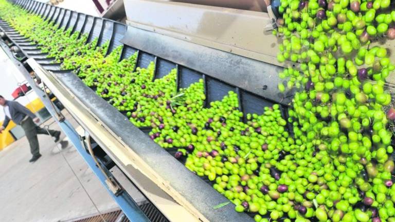 Los agricultores aseguran una gran cosecha de aceite Los agricultores aseguran una gran cosecha de aceite