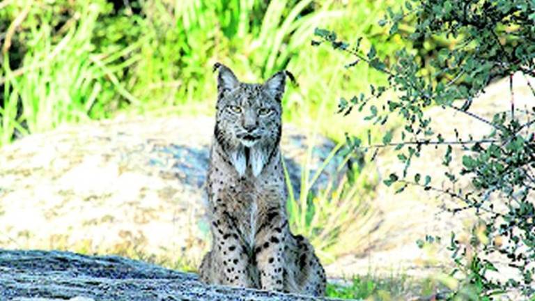 El año 2017, “terrible” para los linces, con 35 ejemplares muertos El año 2017, “terrible” para los linces, con 35 ejemplares muertos