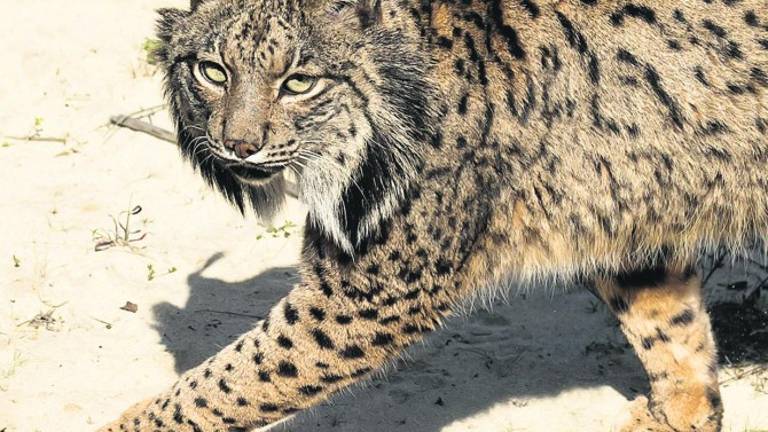 Hallan un lince muerto junto a las vías del tren Hallan un lince muerto junto a las vías del tren