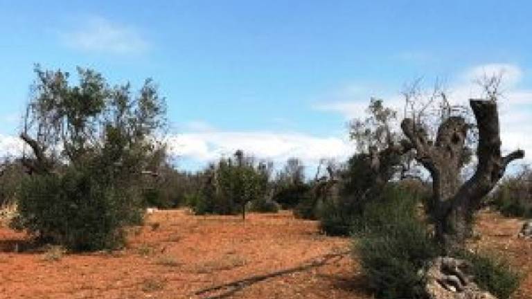 Más medidas por el temor a que la Xylella afecte al olivar