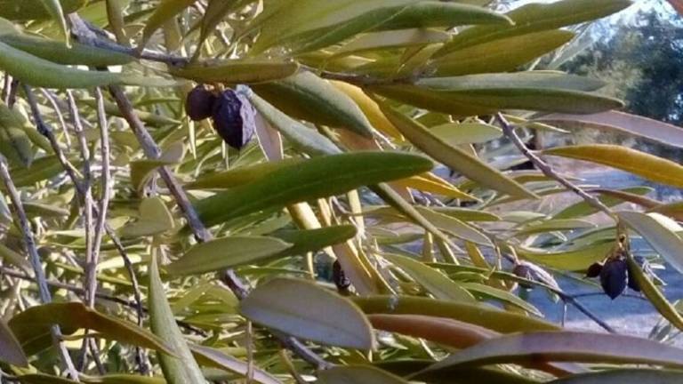 No hay “Xylella fastidiosa” en la provincia No hay “Xylella fastidiosa” en la provincia