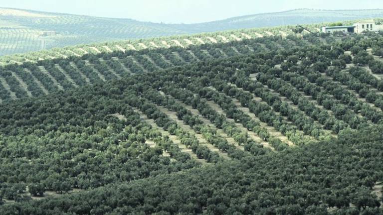 La campaña cierra con una producción de 254.282 toneladas de aceite La campaña cierra con una producción de 254.282 toneladas de aceite