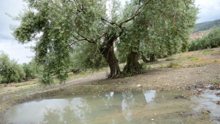Las últimas lluvias no logran solucionar el grave problema de sequía del olivar