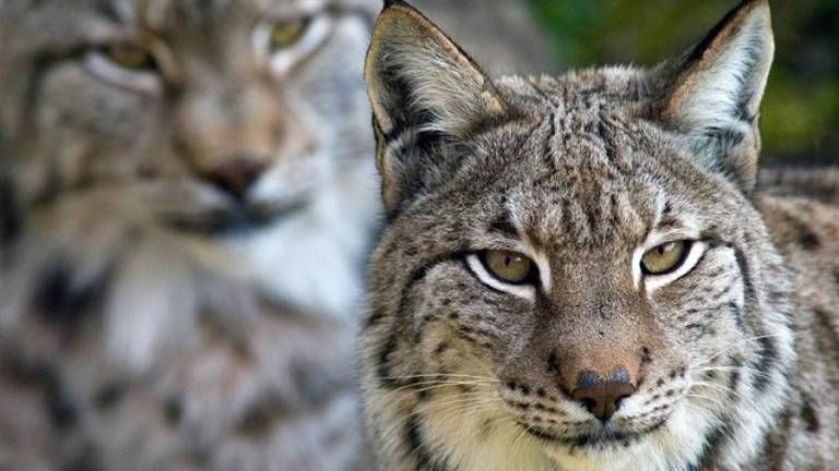 Dos linces atropellados en menos de 24 horas Dos linces atropellados en menos de 24 horas