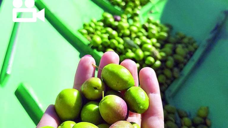 Los alquimistas del buen aceite inician la recogida de la aceituna Los alquimistas del buen aceite inician la recogida de la aceituna
