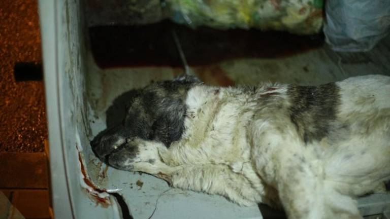 Fallece a causa de las heridas la mastina arrojada a la basura en Baeza Fallece a causa de las heridas la mastina arrojada a la basura en Baeza