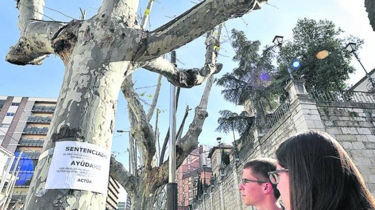 EQUO pide la plantación urgente de 12.000 árboles en la capital jiennense EQUO pide la plantación urgente de 12.000 árboles en la capital jiennense
